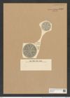 Actinoptychus heterostrophus A. Schm. (de-Toni-Nr.: Genus 227, Species 5585) Zeichnungen Sammlung Grunow Nr. 9481 (NHMW-BOT-W0379452)